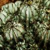 1 Cactus