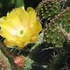 6 - cactus